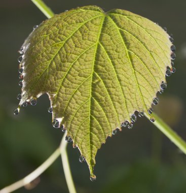 Islak üzüm yaprağı