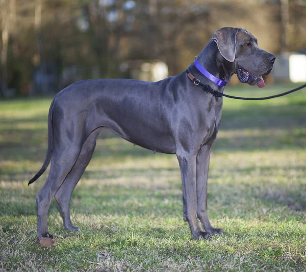 Great Dane in een veld — Stockfoto