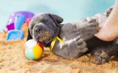 Köpek yavrusu güreş karşılaşması