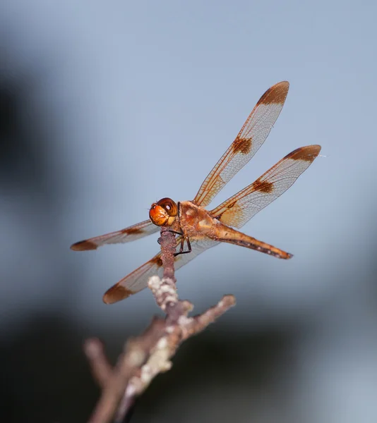 Oranje dragonfly met sky achter — Stockfoto