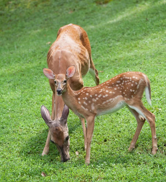 Ciervo cervatillo y mamá — Foto de Stock