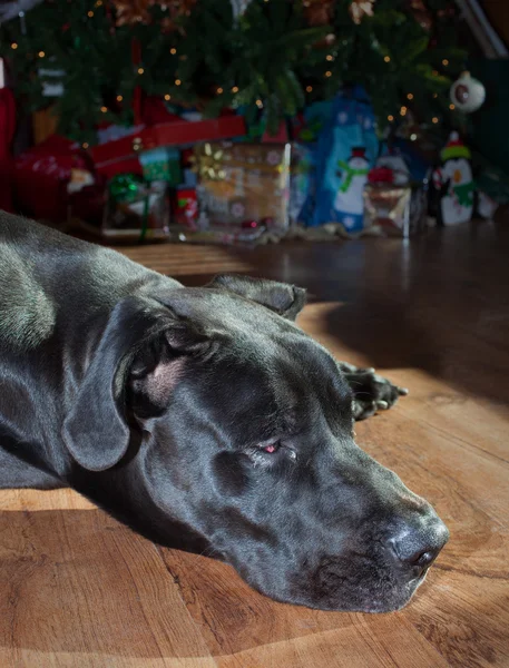 Chien fatigué de la ruée vers Noël — Photo