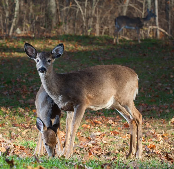 Eating whitetail deer — Stock Photo, Image