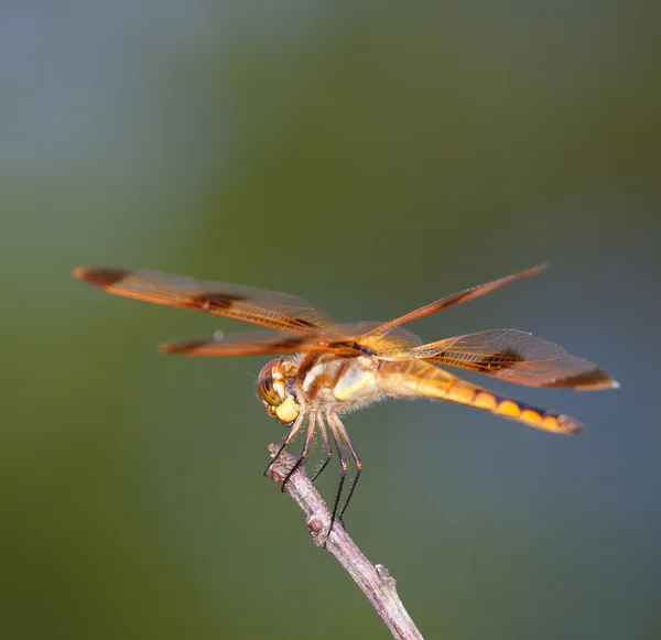 Orange dragonfly on a stick — Stock Photo, Image