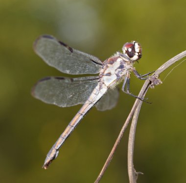 Hafif gövdeli yusufçuk