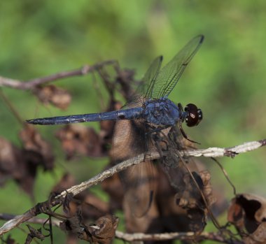 Mavi gövdeli yusufçuk