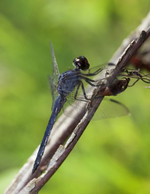 Karanlık gövdeli yusufçuk