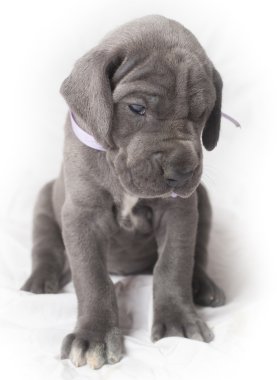 Beyaz kızgın köpek yavrusu