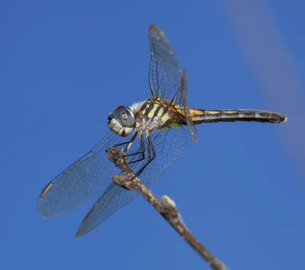 Libellule aux yeux bleus — Photo