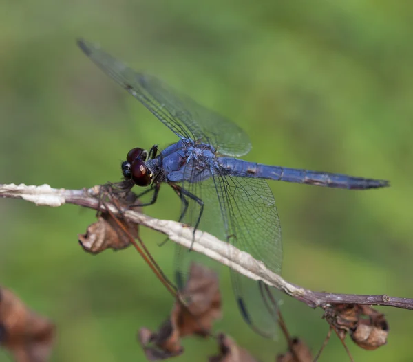 Libélula en un palo — Foto de Stock