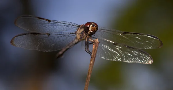 Dragonfly olha para a câmera — Fotografia de Stock