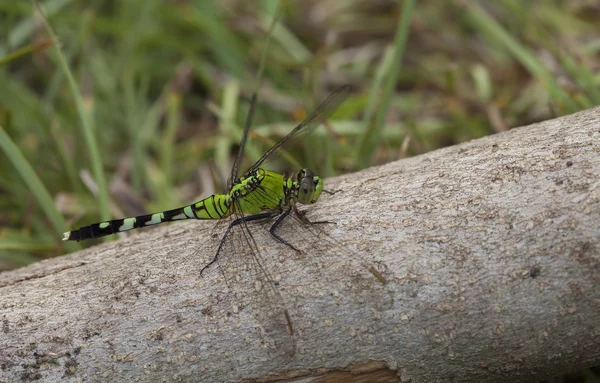 Gröna dragonfly på en stock — Stockfoto