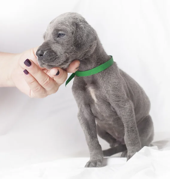 Liefdevolle blik van een pup — Stockfoto