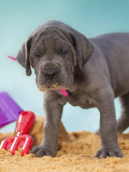 Raszuivere Duitse Dog pup op zand — Stockfoto