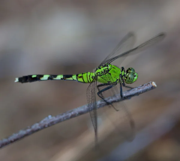 Grande libélula verde — Fotografia de Stock