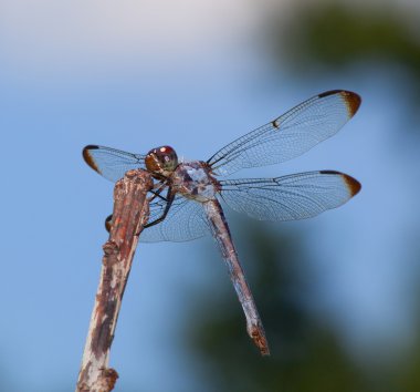 Yusufçuk bir dalda dinleniyor.