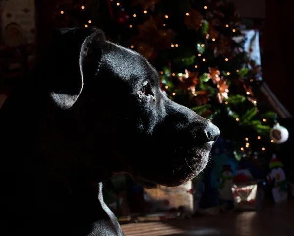 Grande dinamarquês no Natal — Fotografia de Stock