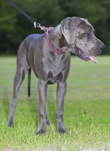 Young Great Dane — Stock Photo, Image
