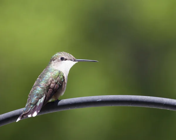 Kolibri beobachtet etwas — Stockfoto