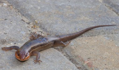 Kertenkele türüne bir skink adı