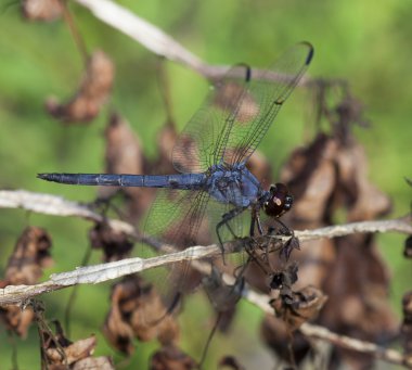Bir çubuk üzerinde mavi yusufçuk