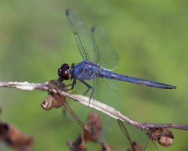 Yeşil zemin üzerine mavi yusufçuk
