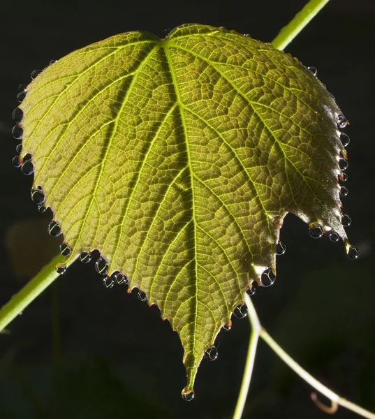 Erken sabah üzüm yaprağı