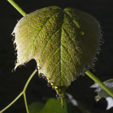 Nem üzüm yaprağı