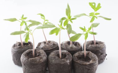 Cherokee mor domates bitkiler