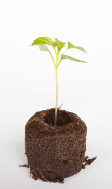 Küçük yeşil biber bitki