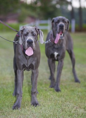 Great Danes on a walk clipart