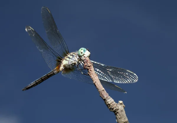 Ljus grön trehjulig dragonfly — Stockfoto