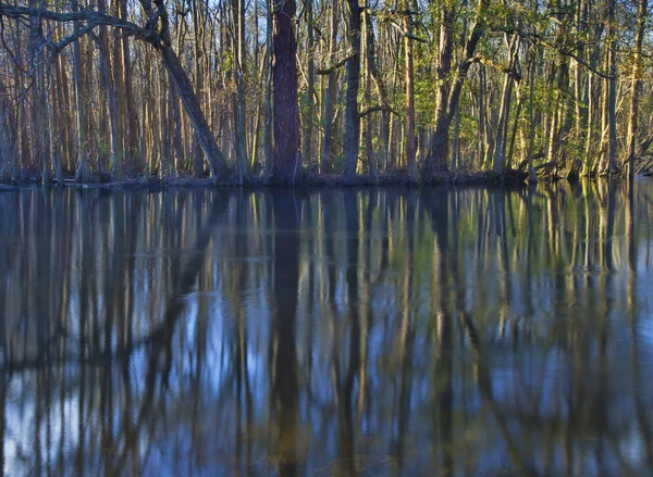 Lasu, wkraczających na rzece — Zdjęcie stockowe