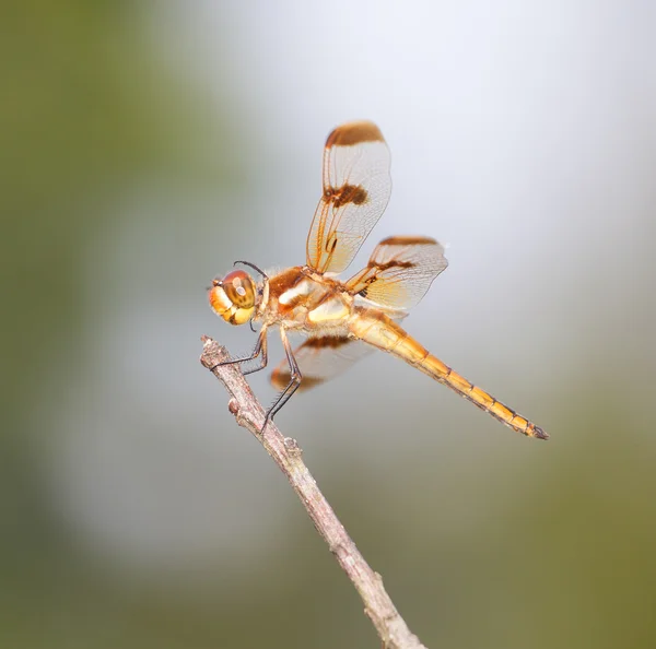 Libellule grattant sa tête — Photo