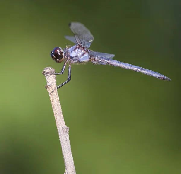 Φως μπλε dragonfly πάνω σε ένα δέντρο — Φωτογραφία Αρχείου
