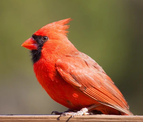 Red cardinal with green behind — Stock Photo, Image