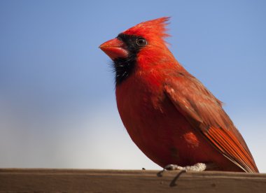 Danua yaklaşık havlamaya