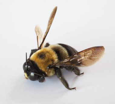 Danua yaklaşık havlamaya