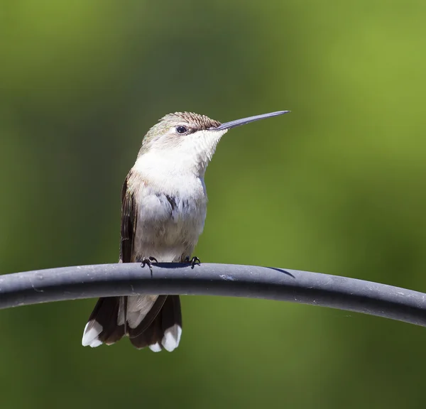 Hummingbird sentado em um poleiro de metal — Fotografia de Stock