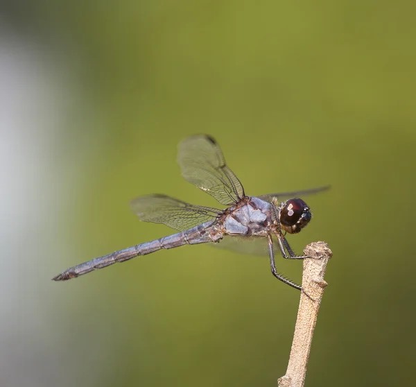 Blå och grå dragonfly — Stockfoto