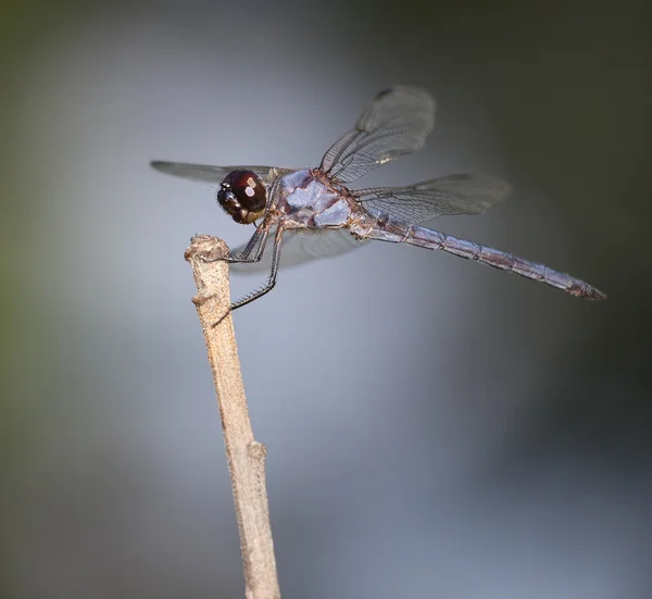 Libélula azul claro grande — Fotografia de Stock