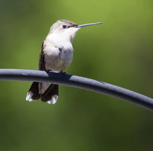 Kolibřík sedí s zelené pozadí — Stock fotografie