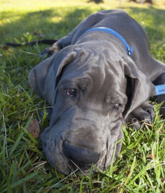 Yorgun Danua köpek yavrusu