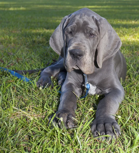 Descansando grande cachorro dinamarquês — Fotografia de Stock