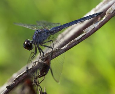 Bir ölçekte kısa deniz hayvanı kabuğu