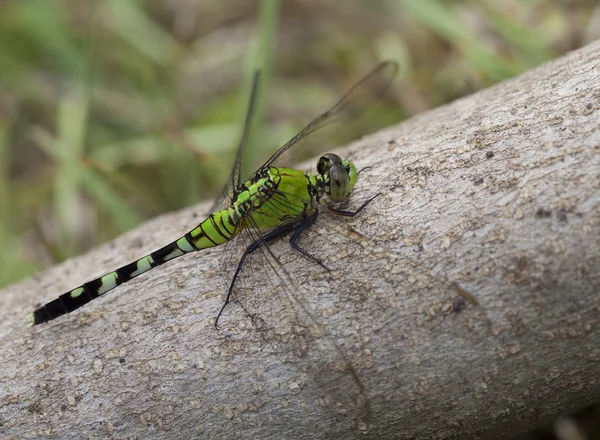 Grande libélula verde — Fotografia de Stock