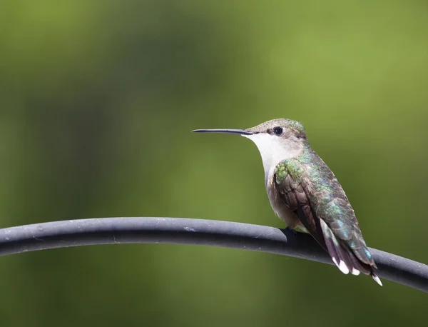 Kolibřík profil se zeleným pozadím — Stock fotografie