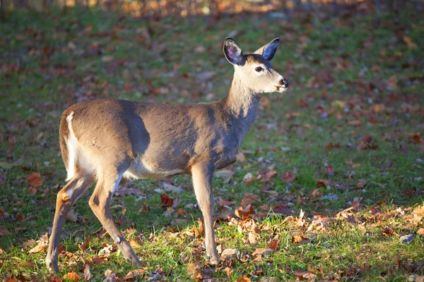 Cerf à queue blanche solitaire — Photo