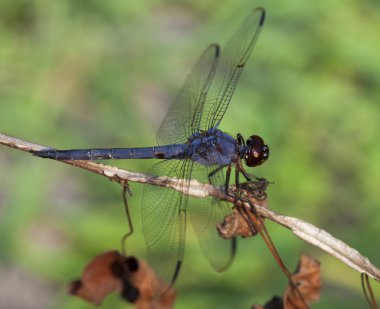 Yusufçuk böcek yemek tarama