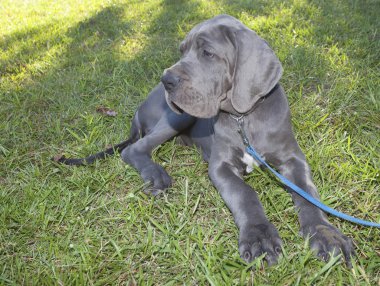 Safkan Danua köpek yavrusu